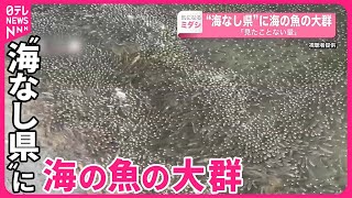 【大量発生】海の魚の大群が各地に…“海なし県”にも