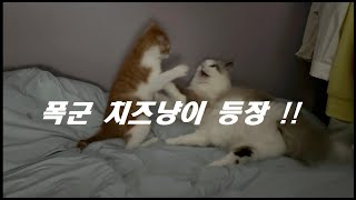 탱톨쿵 삼냥이 이야기 / 폭군 치즈냥이 탄생 !! / 스트릿파이터 / 탱이톨이는 보살들