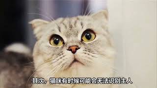 猫咪有这些表现，说明“智商很低”，养得心累