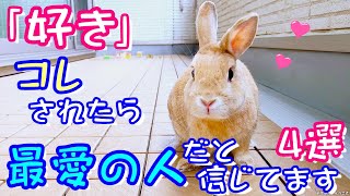 うさぎが最愛の人に見せる愛情表現４選！(11歳シニアうさぎ🐰)【No120】