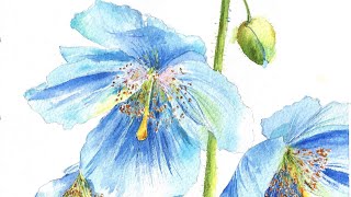 Blue Poppy in Watercolour