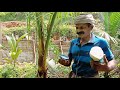 തെങ്ങിന്റെ ഏല്ലാ രോഗത്തിനും പ്രതിവിധി how to save coconut tree from diseases and pest jjtalks