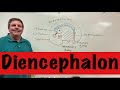 Diencephalon