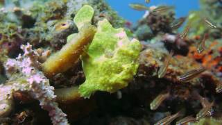 Giant frogfish... fishing!