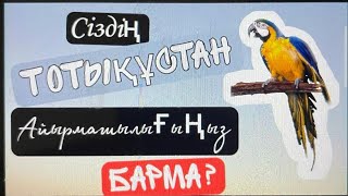 Сіз тотықұс емессізбе? Папугай болмаңыз.