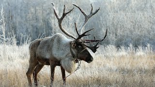 Северные олени (reindeers)