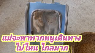 พาเด็กๆเดินทางไปไหน⁉️ไกลมา‼️#ปังปอนลูกแม่เกียง #ทาสแมว #แมวจร #แมวน่ารัก