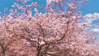 2022/03/06 おおいゆめの里 河津桜 神奈川県足柄上郡