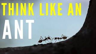 ANTS NEVER QUIT | Live By The ANT PHILOSOPHY