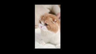 New funny animal video compilation #3  Mickey cute animal