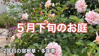 【ガーデニング】５月下旬のお庭/2年目の宿根草・多年草