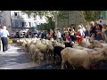 transhumance pignans 2018