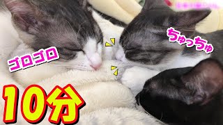 【熟睡・癒し】子猫のゴロゴロ音\u0026ちゅっちゅ音10分♪ASMR♪きっとよく眠れます　日本の猫にゃん[Japanese Cute Nyan Cat]の感動猫動画