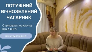 Раджу посадити такий кущ у свій сад! Насіння цікавих рослин!