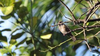 The most common wild bird in the Philippines - Eurasian tree sparrow