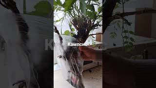 Кампсис  живая  изгородь