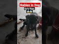 Rabies in Dog #rabies #dog #dogproblems #doglover