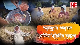 আঘোণৰ পথাৰত এতিয়া দাৱনীৰ ব্যস্ততা । এতিয়া যেন সোণগুটি চপোৱাৰ বতৰ