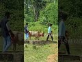 shorts siravayal manjuvirattu 2023 siravayal jallikattu live siravayal siravayalmanjuvirattu