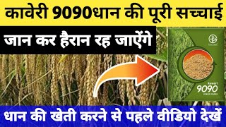 कावेरी 9090धान की दमदार किस्म देती हैं गज़ब की पैदावार || kaveri 9090 dhan ki jankari /kaveri 9090