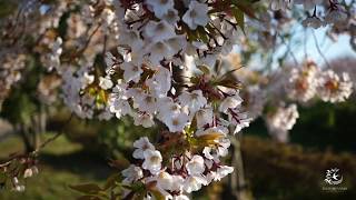 20200408_大河津分水桜公園_燕三条