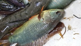 Assam local fish