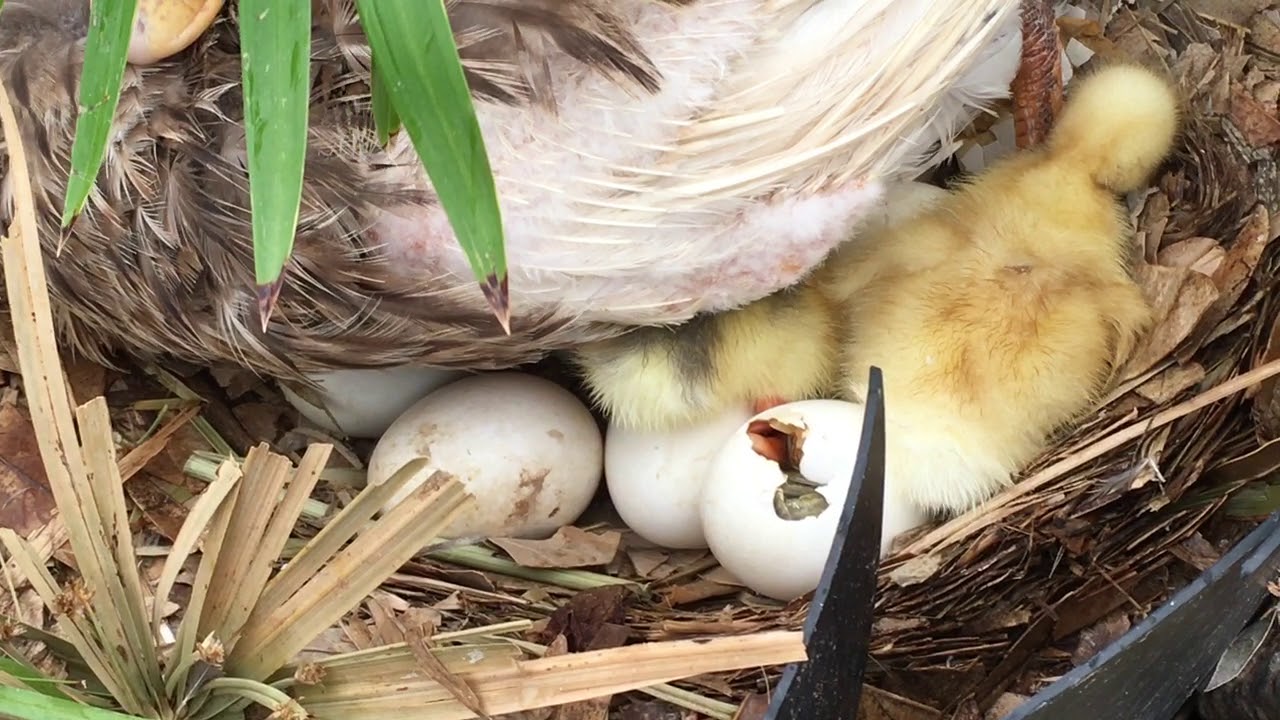 Ducklings 🦆 Hatching - Part 1 - YouTube