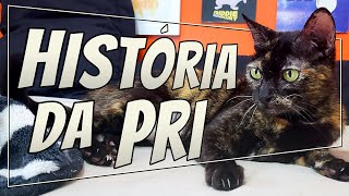 História da Pri | Gatinhos da Isa