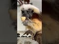 斬新なヘアースタイルのお猿さん♫ワタボウシタマリン♫ funny hair monkey cotton top tamarin