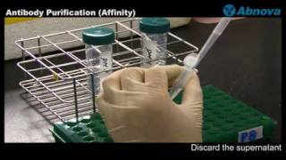 Antibody Purification (Affinity)