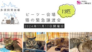 猫の譲渡会【2024年11月17日“緊急”】🎥目次付き（チャプター）で“推し猫”を見つけよう！ピーツー譲渡会場で幸せ探す13匹の猫たち🐾  ねこ99福岡