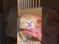 Cute kitty 1￼