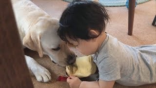 ママの化粧道具で遊ぶバウと赤ちゃん【ラブラドールと赤ちゃん11ヶ月】Labrador \u0026 Baby