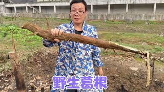 夫妻俩给草莓施肥，阿亮挖到了野生葛根，两人又扛柴火回家烘腊肉