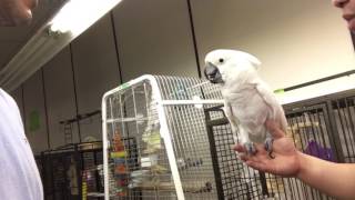 Introducing Carlton the umbrella Cockatoo to get new family for him❤️❤️❤️