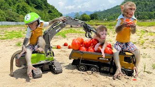 Bim Bim takes baby monkey drives an excavator to harvest tomato