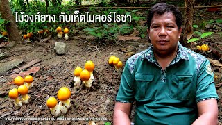 ไม้วงศ์ยางกับเห็ดไมคอร์ไรซา | โครงการพัฒนาพื้นที่บริเวณหนองอึ่ง อันเนื่องมาจากพระราชดำริ จ.ยโสธร