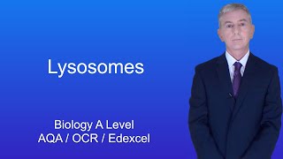 A Level Biology Revision "Lysosomes"