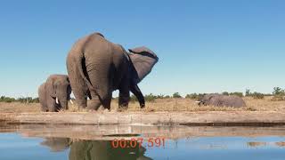 7 second Elephant Fart