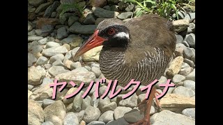 沖縄の固有種、ヤンバルクイナ