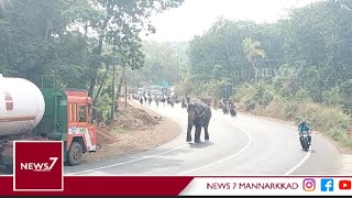 മണ്ണാർക്കാട് ആന ഇടഞ്ഞു.. പരിഭ്രാന്തരായി ജനം.. ആന ഓടിയത് 13 കിലോമീറ്റർ. #elephant#kerala #mannarkkad