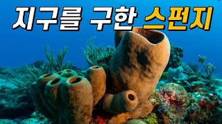 8억 년 전 지구를 산소로 채운 스펀지!｜어떻게 그게 가능했을까?