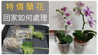 特價蘭花買回來如何處理，特價蘭花值得買嗎？我買了，21/8/2022