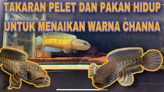 PORSI PAKAN PELET DAN PAKAN HIDUP‼️ #channayellowsentarum #channaauranti  #channa