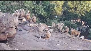 Khandagiri  monkeys 🐵 🙈🙉🙊 ||