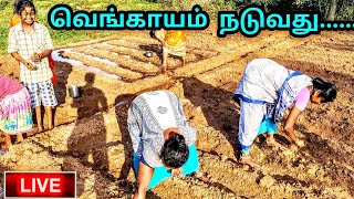 வெங்காயம் நடுவது எப்படி |How to plant onion #onion #smallonion #சின்னவெங்காயம் #வெங்காயம்நடுவது