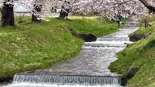 猪苗代町　　観音寺川の桜