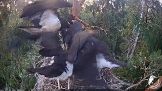 Melnais stārķis~Kaupo brings a late dinner 21:01pm 2018/07/20