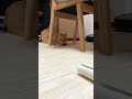 茶トラ猫【桃太郎】猫の駆け足をご覧ください。