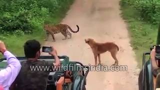 Barking dog chases off attacking leopard with sheer determination!